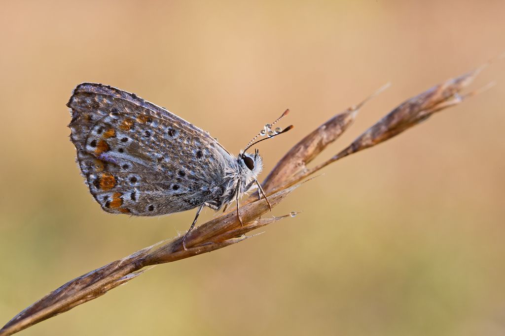 richiesta ID
